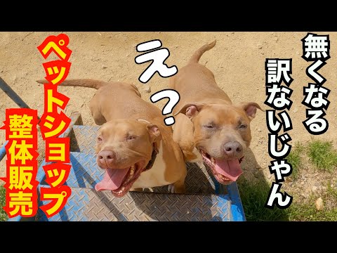 【先進国の恥】ペットショップ生体販売禁止に何故ならない？(YouTube)