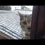 今日もかき回す猫(YouTube)