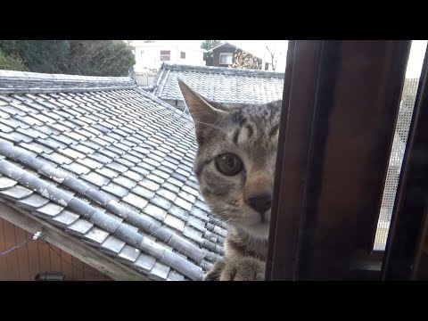 今日もかき回す猫(YouTube)