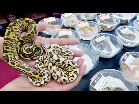 エグすぎるボールパイソンが大量入荷したので見に行きました【SWAG Baller】(YouTube)
