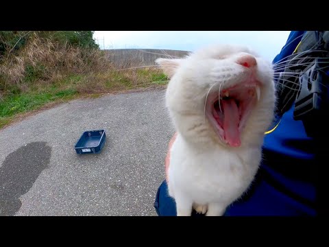 草むらに隠れていた白猫ちゃんがモフられに出てきて膝の上に乗ってきた(YouTube)
