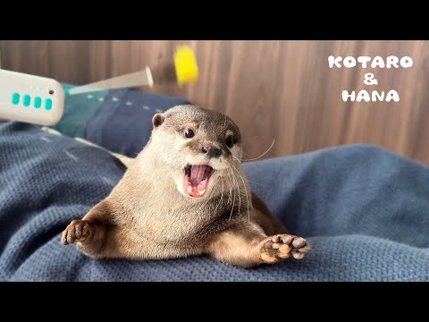 撃たれた時のリアクションがコントみたいに大袈裟なカワウソ　Funny Otter Reactions to Pistol Cat Toy(YouTube)