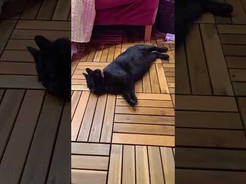 ゲストハウスの常連さんに撫でられる黒猫(YouTube)