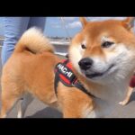 早すぎる青森の春に柴犬ハチはこうなる。(YouTube)