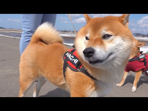 早すぎる青森の春に柴犬ハチはこうなる。(YouTube)