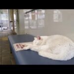 感動猫動画 のライブ配信(YouTube)