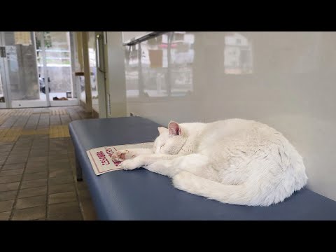感動猫動画 のライブ配信(YouTube)