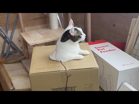 車の音でお父さんが帰ってきたことを察知する賢い猫(YouTube)