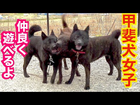 甲斐犬女子チーム活発で仲良く遊べる様になりました！(YouTube)