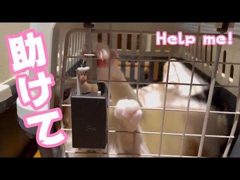 助けて！ Help me !(YouTube)