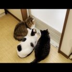 久しぶりにお風呂掃除を見守る猫(YouTube)