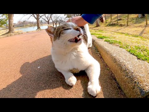 池の側にいた猫、一旦は逃げたけどやっぱり撫でられる(YouTube)