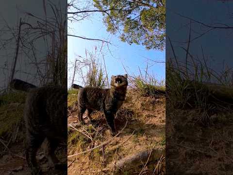 公園の猫(YouTube)