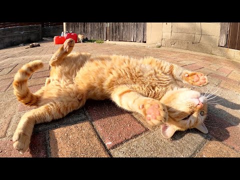 茶トラ猫と茶シロ猫がお腹を見せて「僕と遊んで！」とアピールしてきた(YouTube)
