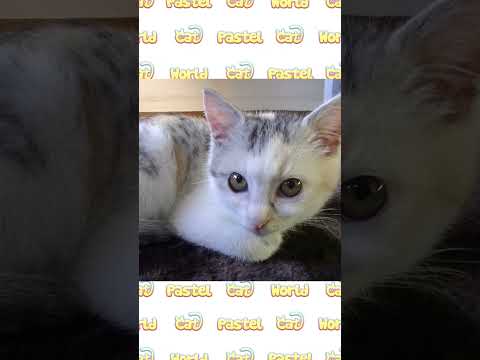 始めてホットマットを体験した子猫のネコ吉 #Shorts(YouTube)