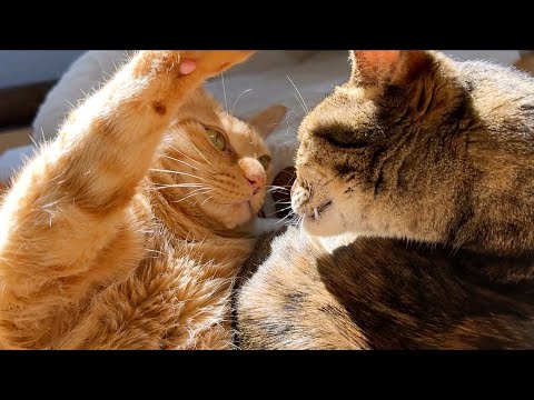 どうしても姉猫に頭ポンしたい弟猫の葛藤する様子がおもしろ可愛すぎました笑(YouTube)
