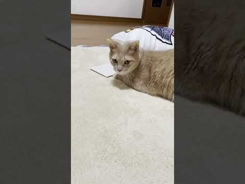 これ、見たいから開けて！(YouTube)