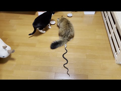 猫の後ろにおもちゃのヘビを置いたら意外な結果にw(YouTube)