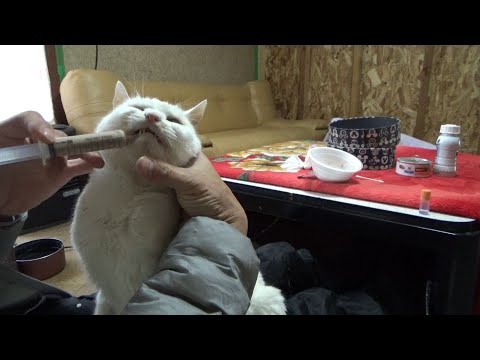 慢性腎不全の猫、食べるのも大変です(YouTube)