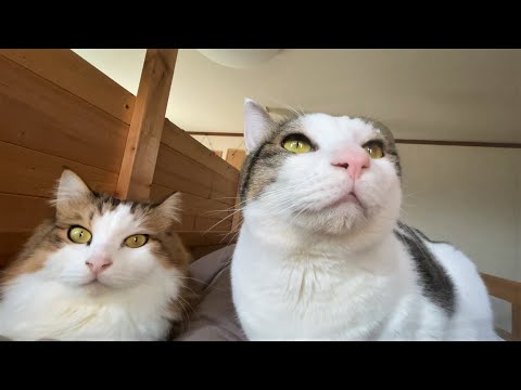 息子を自分の重さで起こす猫(YouTube)