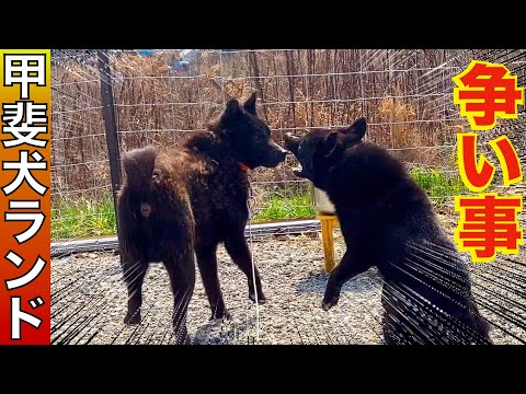 徐々に争い事が増えてきました【繁殖地獄から来た甲斐犬達】(YouTube)