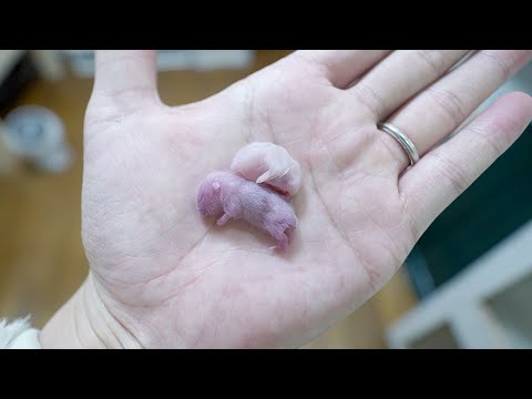 繁殖しているマウスから奇形の子供が産まれてきました(YouTube)
