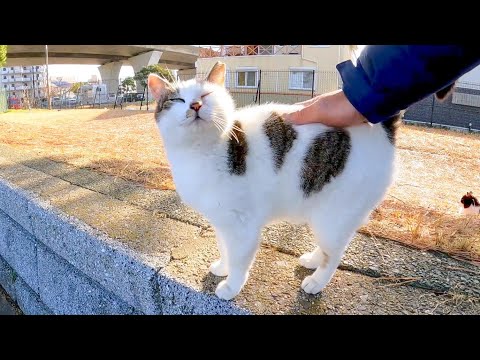 松林で寝ていた野良猫、呼んだらこっちへ来てカワイイ(YouTube)