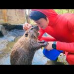 愛し合いすぎて、匂いを嗅ぎ合う仲にまでなりました。(YouTube)