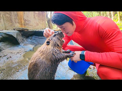 愛し合いすぎて、匂いを嗅ぎ合う仲にまでなりました。(YouTube)