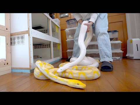 我が家で最も危険な大蛇のお世話(YouTube)