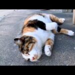 漁港にいた三毛猫ちゃん、撫でると喜んでゴロンゴロン寝転んでカワイイ(YouTube)