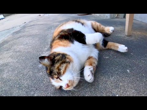 漁港にいた三毛猫ちゃん、撫でると喜んでゴロンゴロン寝転んでカワイイ(YouTube)