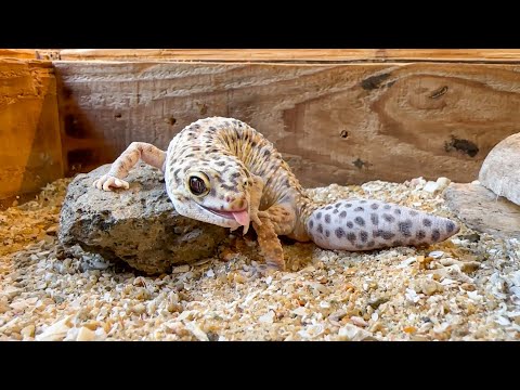 レオパの尻尾がいびつな理由とは…(YouTube)