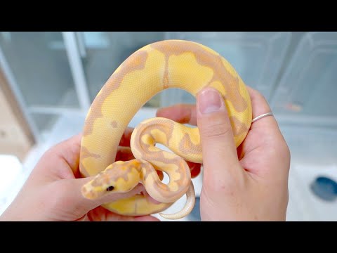 ついに一番いいボールパイソンが我が家にきてしまいました【ナゴレプお迎え】(YouTube)