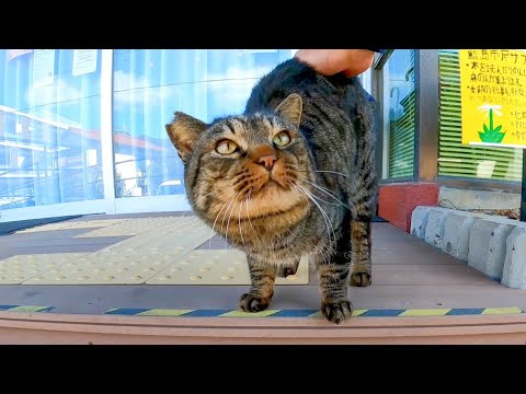 市民センターの前にいた猫を撫でると懐いてきてカワイイ(YouTube)