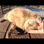 トトロみたいな猫が地面にゴロンと転がって人間にモフられる(YouTube)