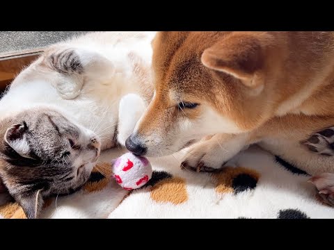 【柴犬と猫】大好きな家族がいる安心感でとろける末っ子猫(YouTube)