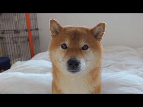 忠犬ハチ、パパがいない朝に異変が。。(YouTube)
