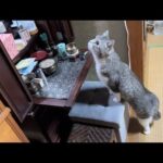 初めてじいじの仏壇を見つけた猫がまさかの行動を取りました…(YouTube)