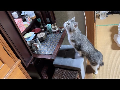 初めてじいじの仏壇を見つけた猫がまさかの行動を取りました…(YouTube)