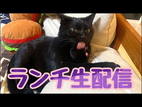 【ランチ生配信3/8】本格的に暖かくなってきたポカポカ午後は猫でも見て過ごしませんか？(YouTube)