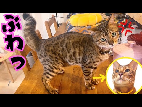 生意気な弟に姉猫リンちゃん怒ってマース！(YouTube)