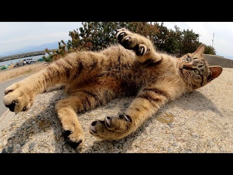 爪を立ててじゃれついてくるキジトラ猫ちゃん(YouTube)