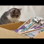 箱いっぱいのおもちゃが届いたときの猫の反応が120点すぎましたw(YouTube)