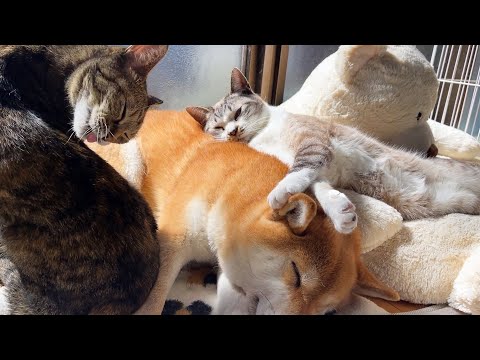 柴犬布団がクセになる猫たちを寛大に受け入れる柴犬は今日も幸せそうです(YouTube)