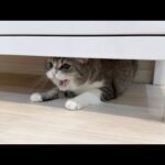 近所の工事の音が大きすぎてびっくりした猫がこうなっちゃいました…(YouTube)