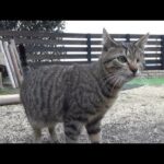 大好きだった猫がいなくなってから・・(YouTube)