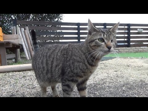 大好きだった猫がいなくなってから・・(YouTube)