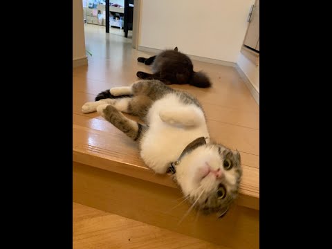 【猫動画】毎日すきすきにゃんにゃん！〜にゃんともパレード〜#猫動画#猫#255(YouTube)