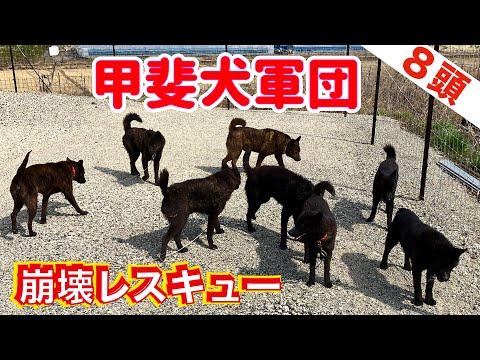 【悪質ブリーダー崩壊】甲斐犬８頭の群れ！　もはや誰が誰かわからない状況(YouTube)
